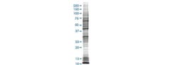 Cell Line Lysates