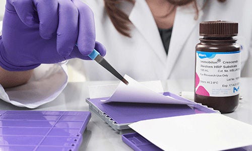 Protein Preparation and Analysis