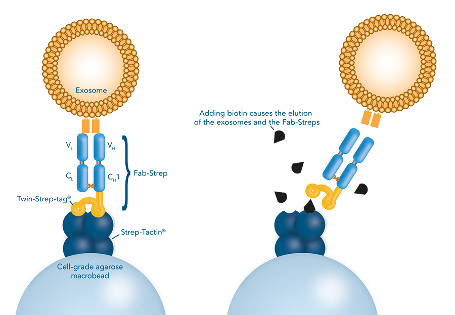 Surface-marker Specific Exosome Isolation
