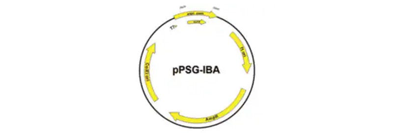 DNA Vectors