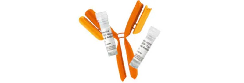Antibodies