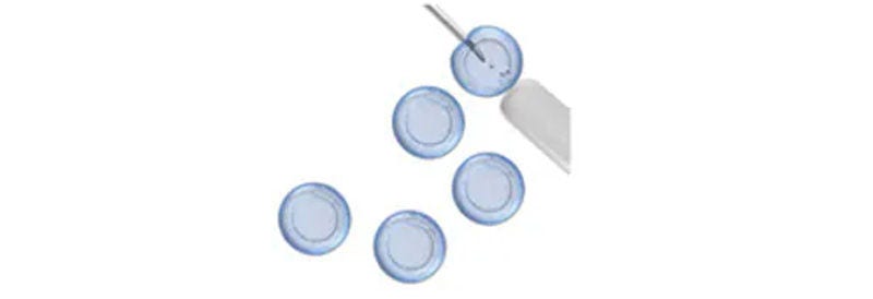 Cell Lines